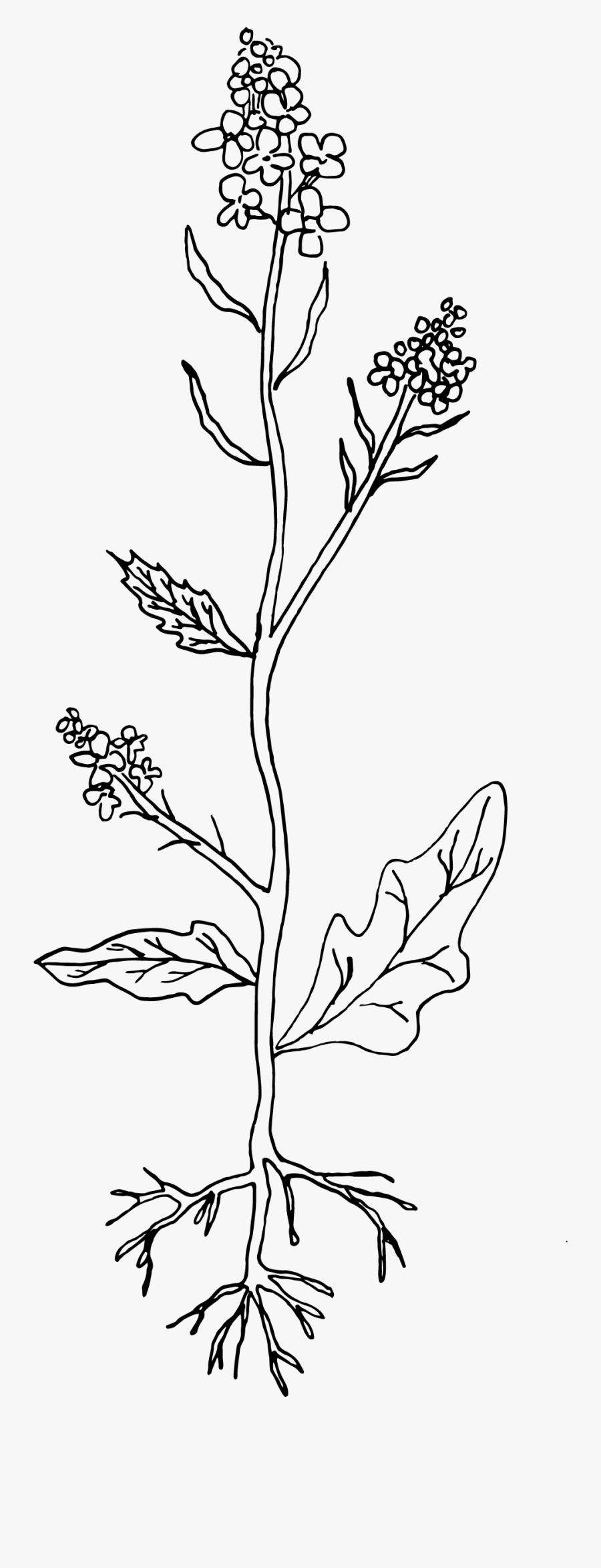 Line Art, Transparent Clipart