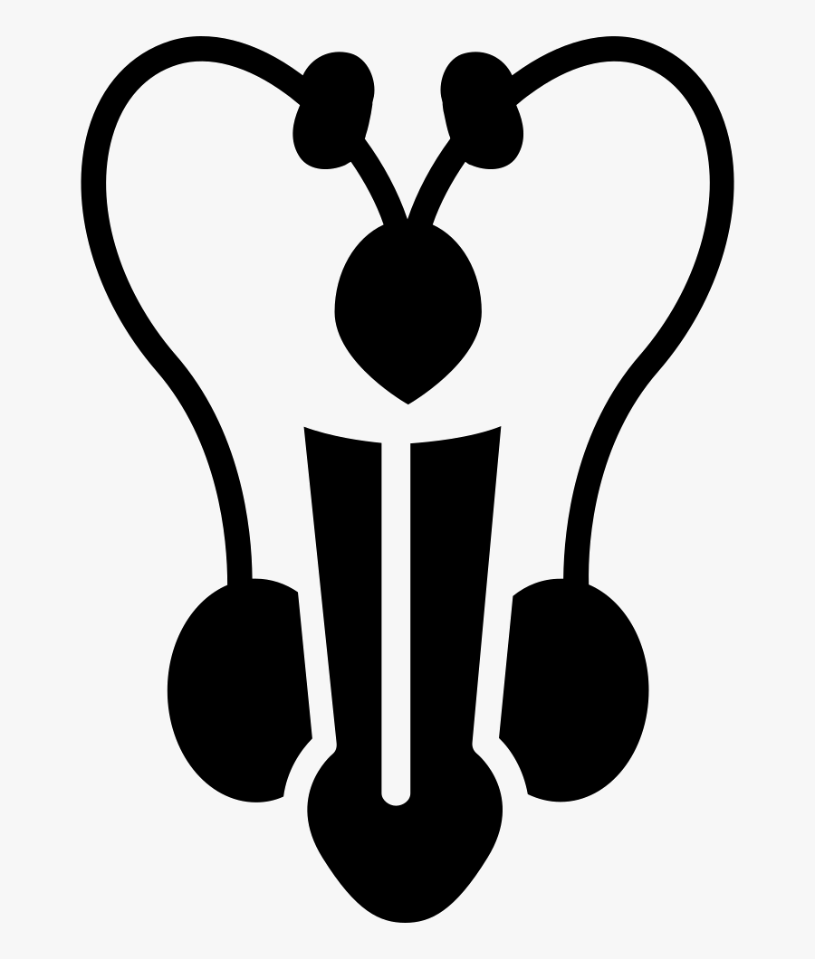 Genitals - Clipart Male Reproductive System, Transparent Clipart