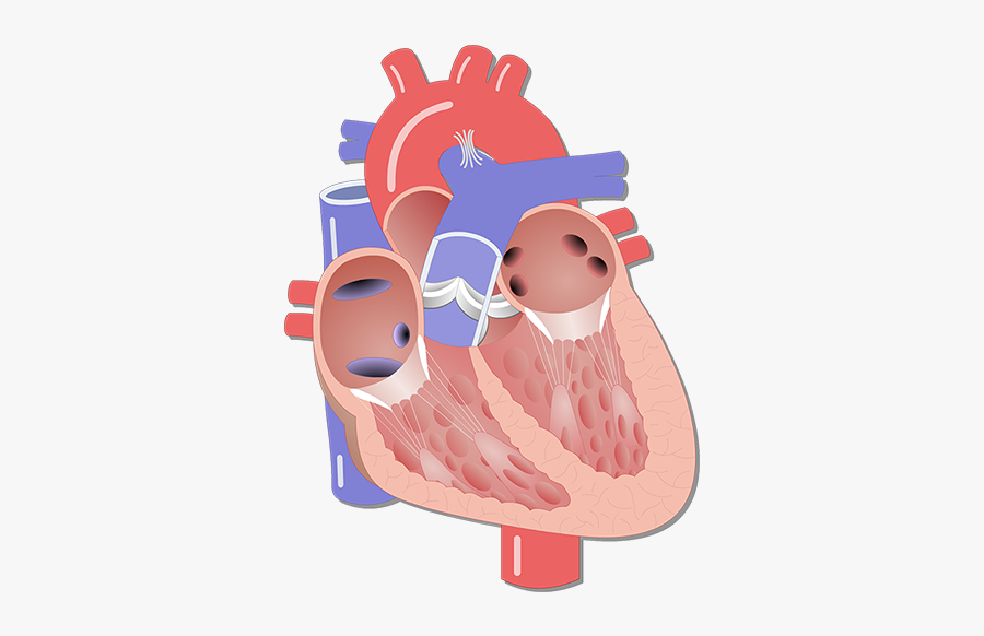 Clip Art The Chambers And Their - Chambers Of The Heart Unlabeled, Transparent Clipart