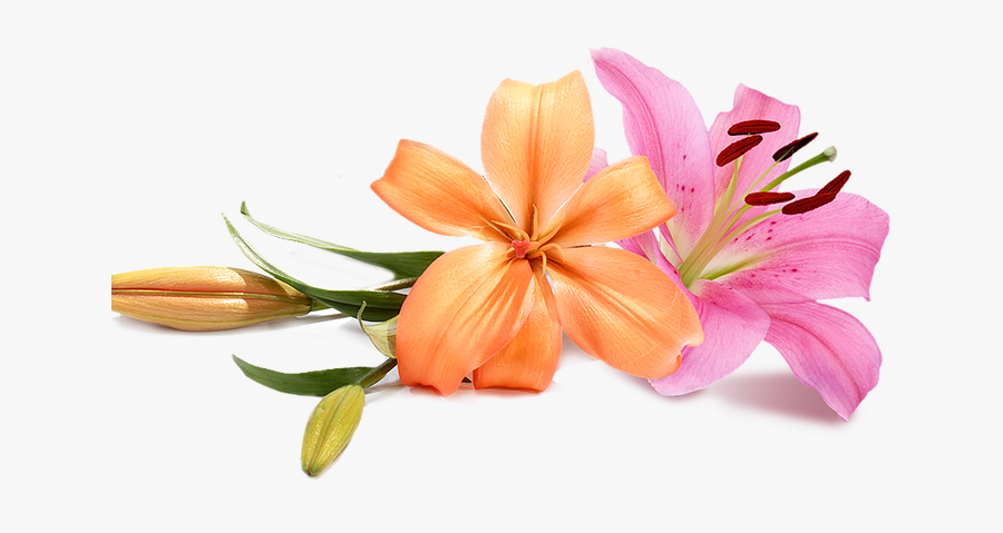 Wedding Flowers Png - Wedding Png Flowers Hd, Transparent Clipart