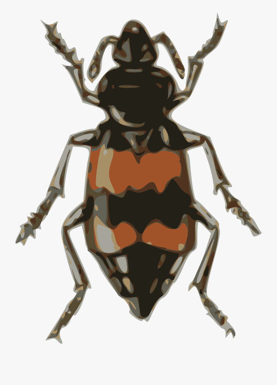 American Burying Beetle Clear Background, Transparent Clipart