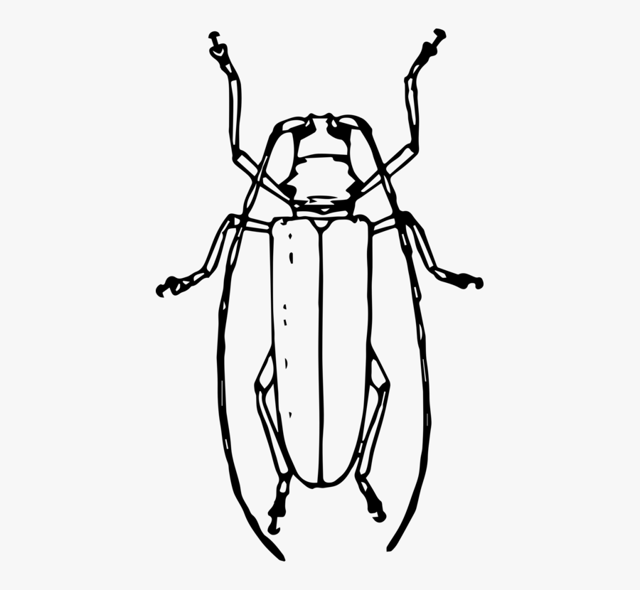 Line Art,monochrome Photography,headgear - Emerald Ash Borer Drawing, Transparent Clipart