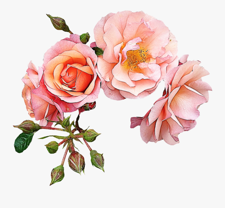 Garden Roses Flower Pink Clip Art - Rose Gold Flowers Clip Art, Transparent Clipart
