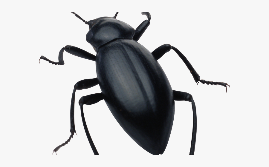 Bugs With Transparent Background, Transparent Clipart