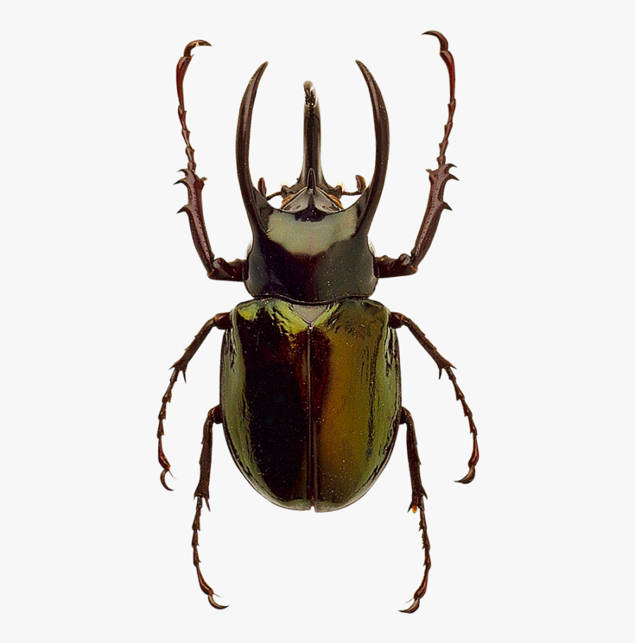 Beetle Png Image - Png Transparent Beetle Png, Transparent Clipart