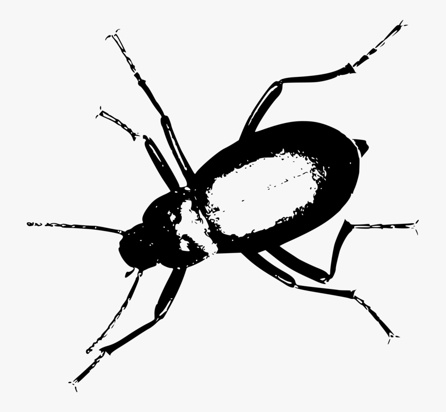 Darkling Beetle Svg Clip Arts - Darkling Beetle Png, Transparent Clipart