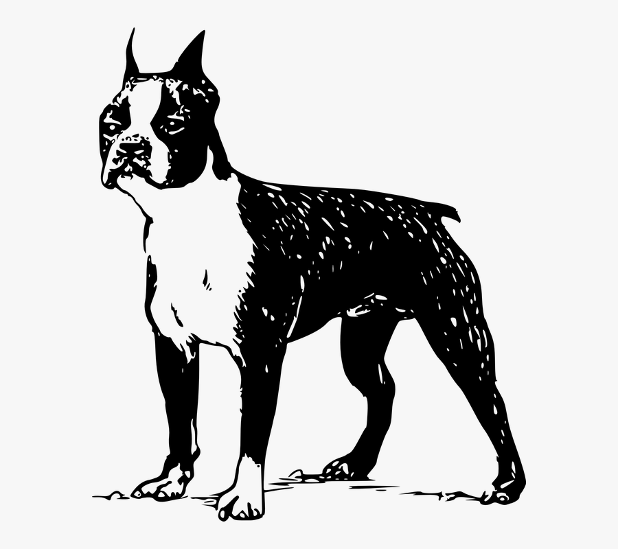 Pets Clipart Outline - Boston Terrier Vector, Transparent Clipart