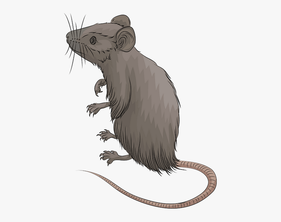 Mouse, Transparent Clipart