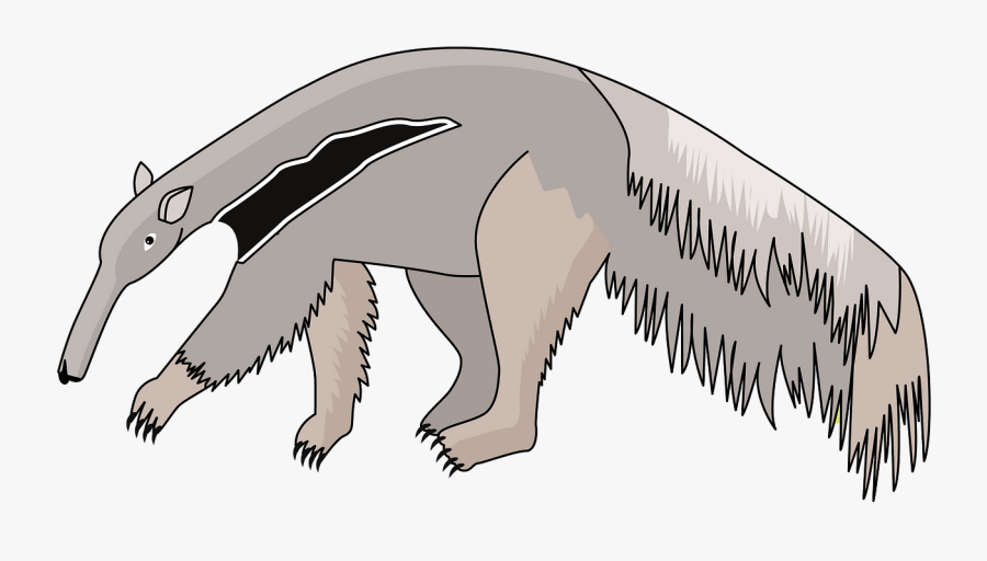 Giant Anteater, Transparent Clipart