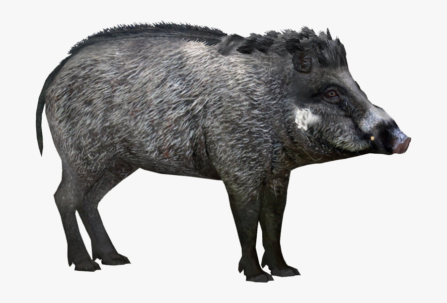 Wild Boar Peccary Visayan Warty Pig Visayas Javan Warty - Visayan Warty Pig Png, Transparent Clipart