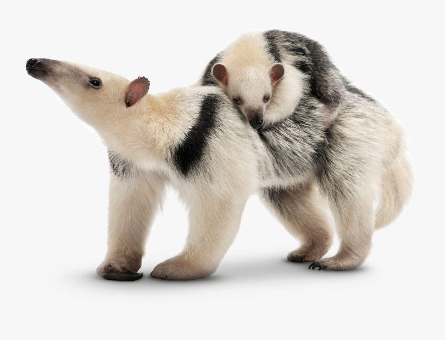 Tamanduá Png, Transparent Clipart