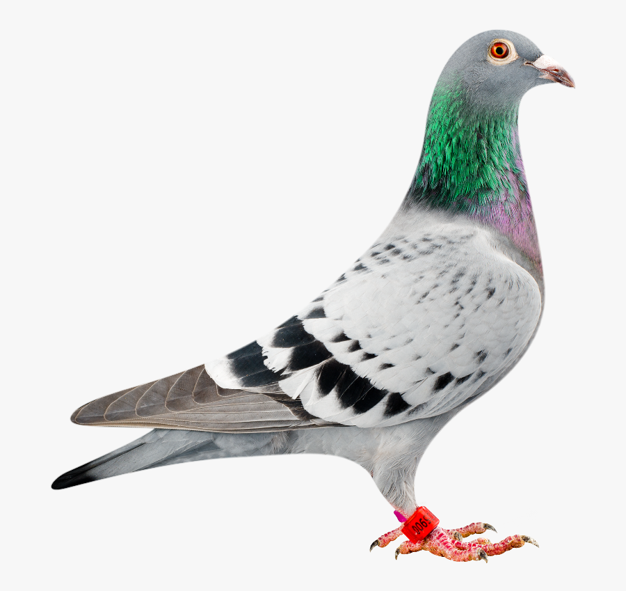 Bolt Racing Pigeon, Transparent Clipart