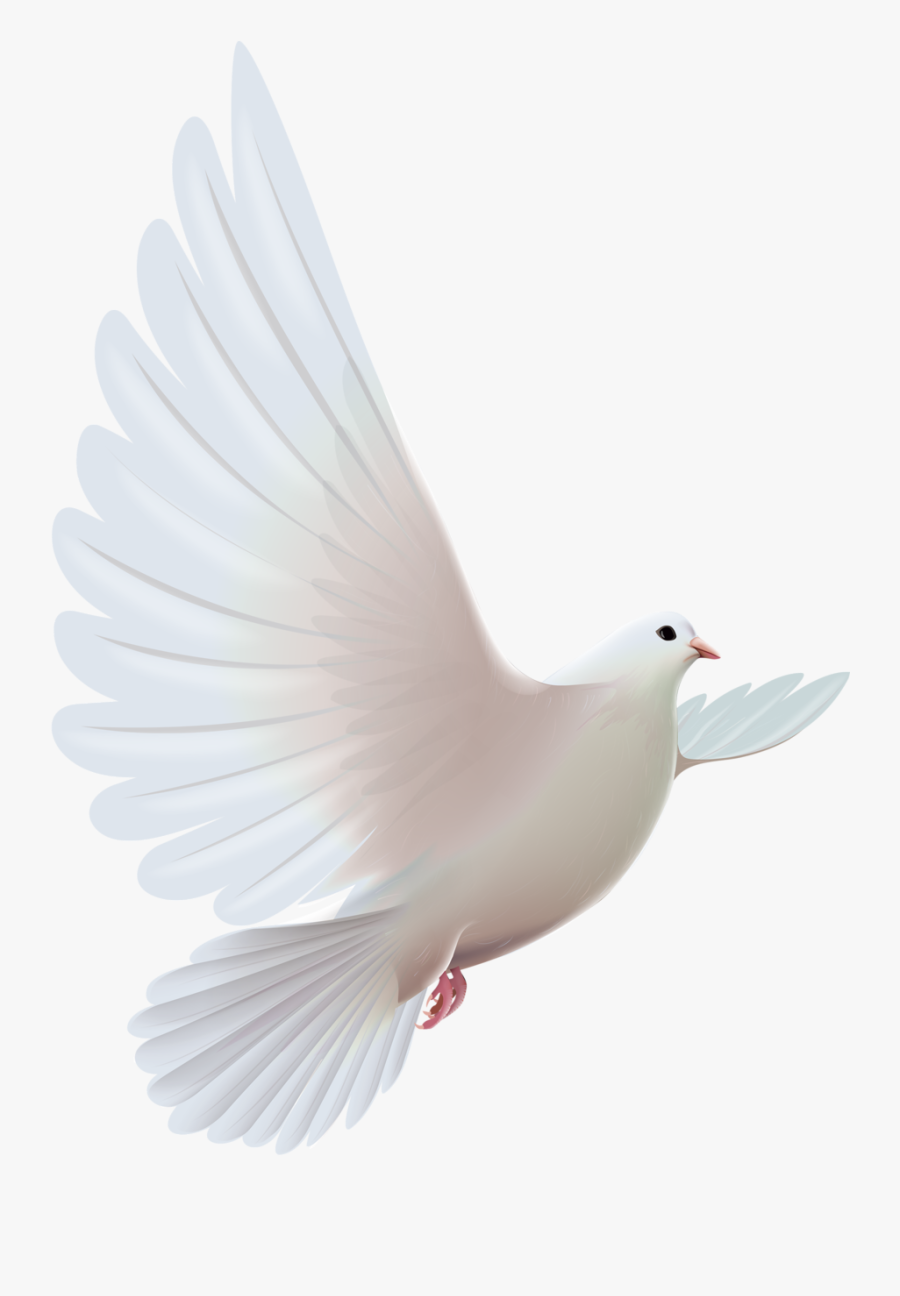 Doves Png Pinterest Bird - Pomba Espirito Santo Png, Transparent Clipart
