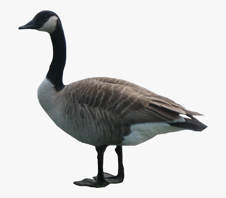 Geese Png - Goose Png, Transparent Clipart