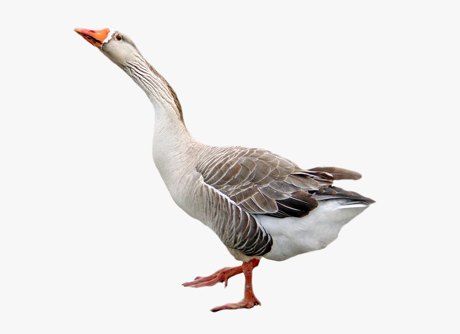Download This High Resolution Goose Png In High Resolution - Goose Transparent Background, Transparent Clipart