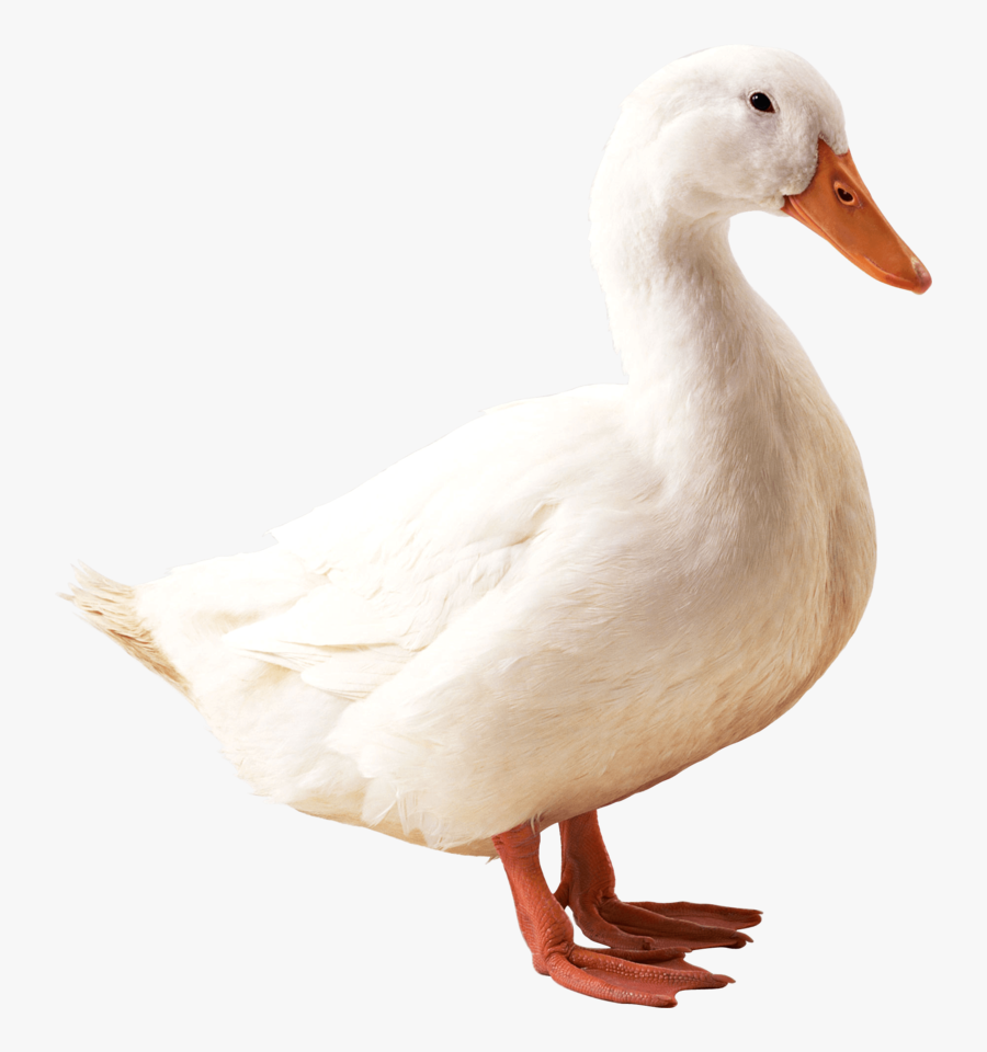 Duck Png, Transparent Clipart