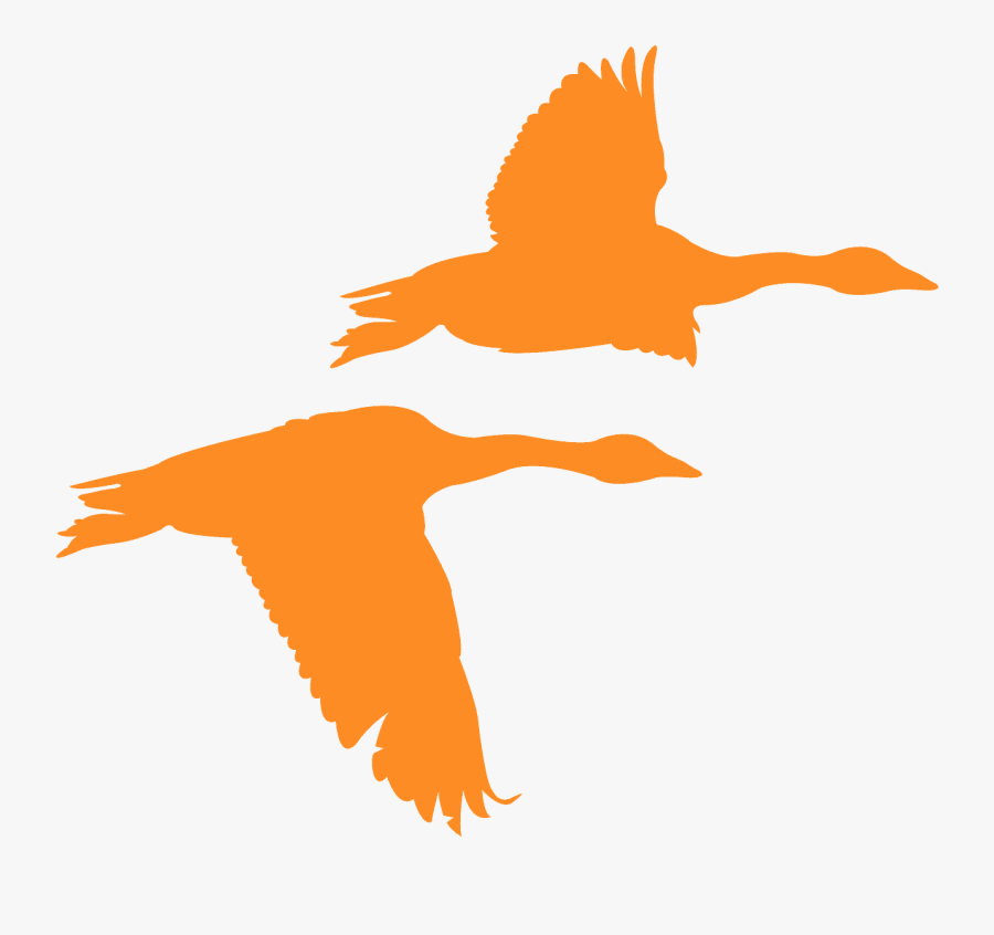 Flygande Gäss, Transparent Clipart