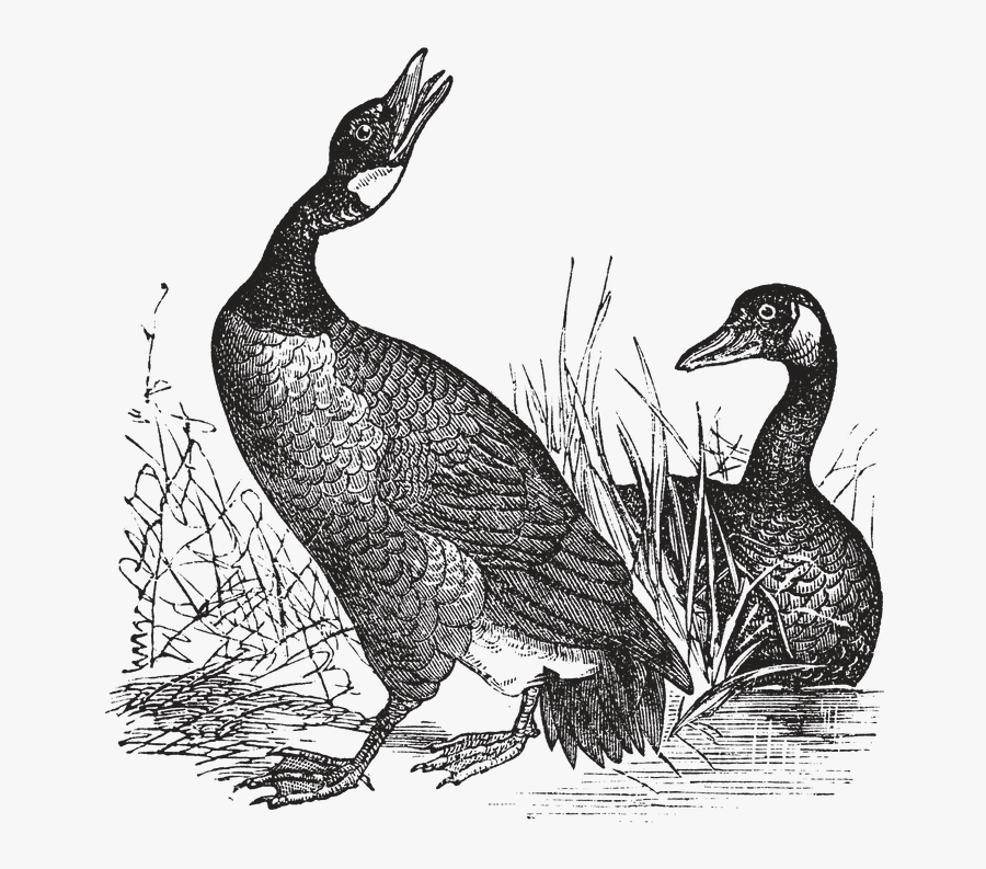 Transparent Flying Goose Clipart - Goose, Transparent Clipart