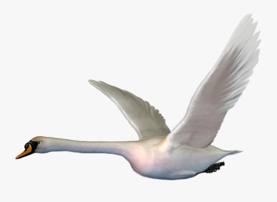 Cygnini Bird Goose Duck The Magic Swan Geese - Flying Goose No Background, Transparent Clipart