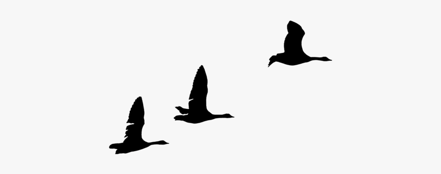 Geese Silhouettes By Frankandcarystock On Clipart Library - Goose Flying Silhouette Png, Transparent Clipart