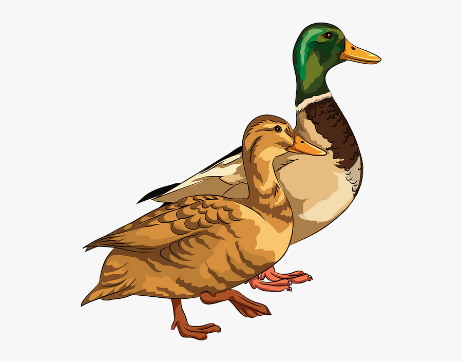 Mallard, Transparent Clipart