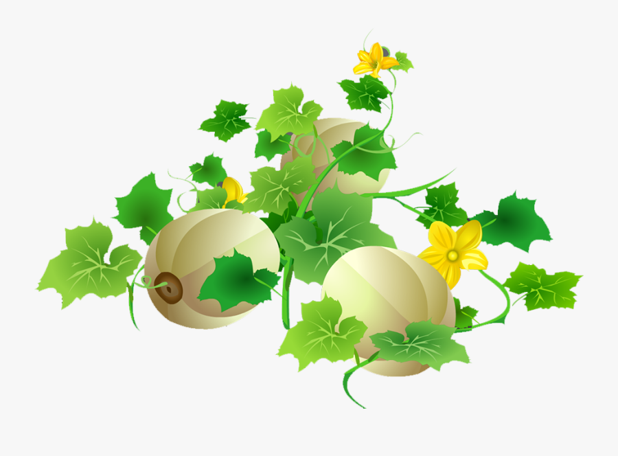 Cantaloupe Melon Download Muskmelon, Transparent Clipart