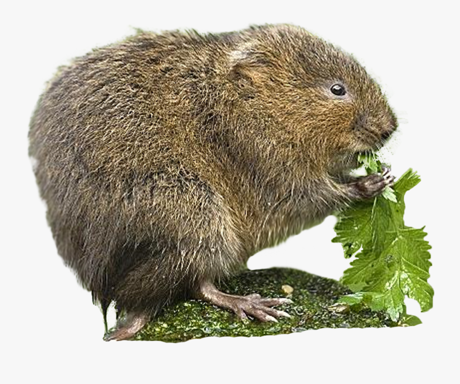 Vole Cute Clipart - Punxsutawney Phil, Transparent Clipart
