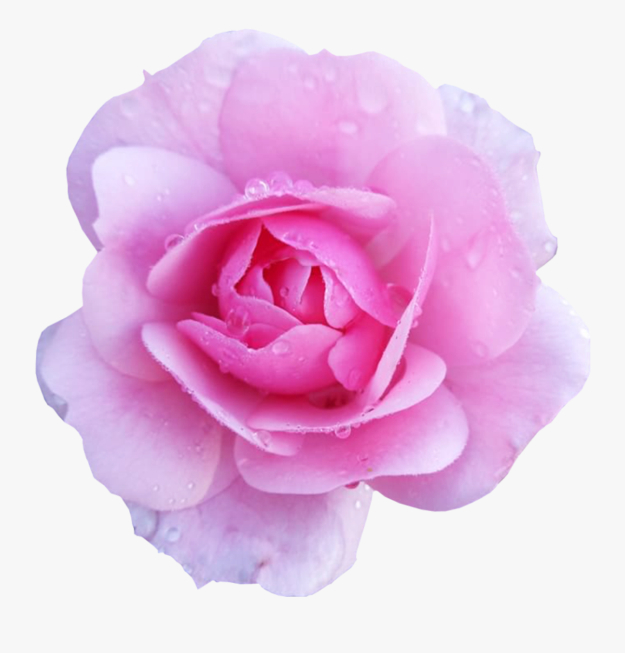 Flower Rose Pink Desktop Wallpaper Clip Art - Flower With No Background, Transparent Clipart