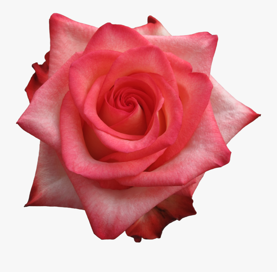 Clip Art Qty New York Flower - Floribunda, Transparent Clipart