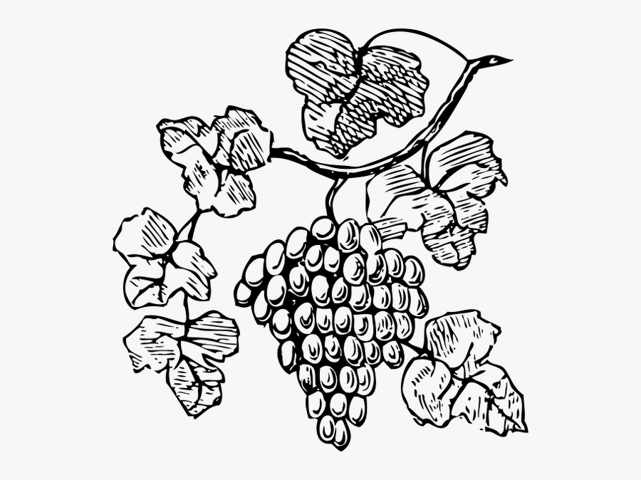 Grapes Clipart - Grape Vine Clipart Black And White, Transparent Clipart