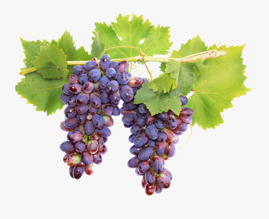 Fruitful Vine, Transparent Clipart