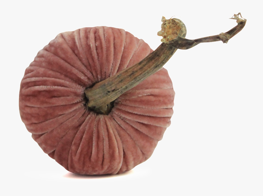 Blush Pumpkins - Velvet Pumpkins - Pumpkin - Gourd, Transparent Clipart