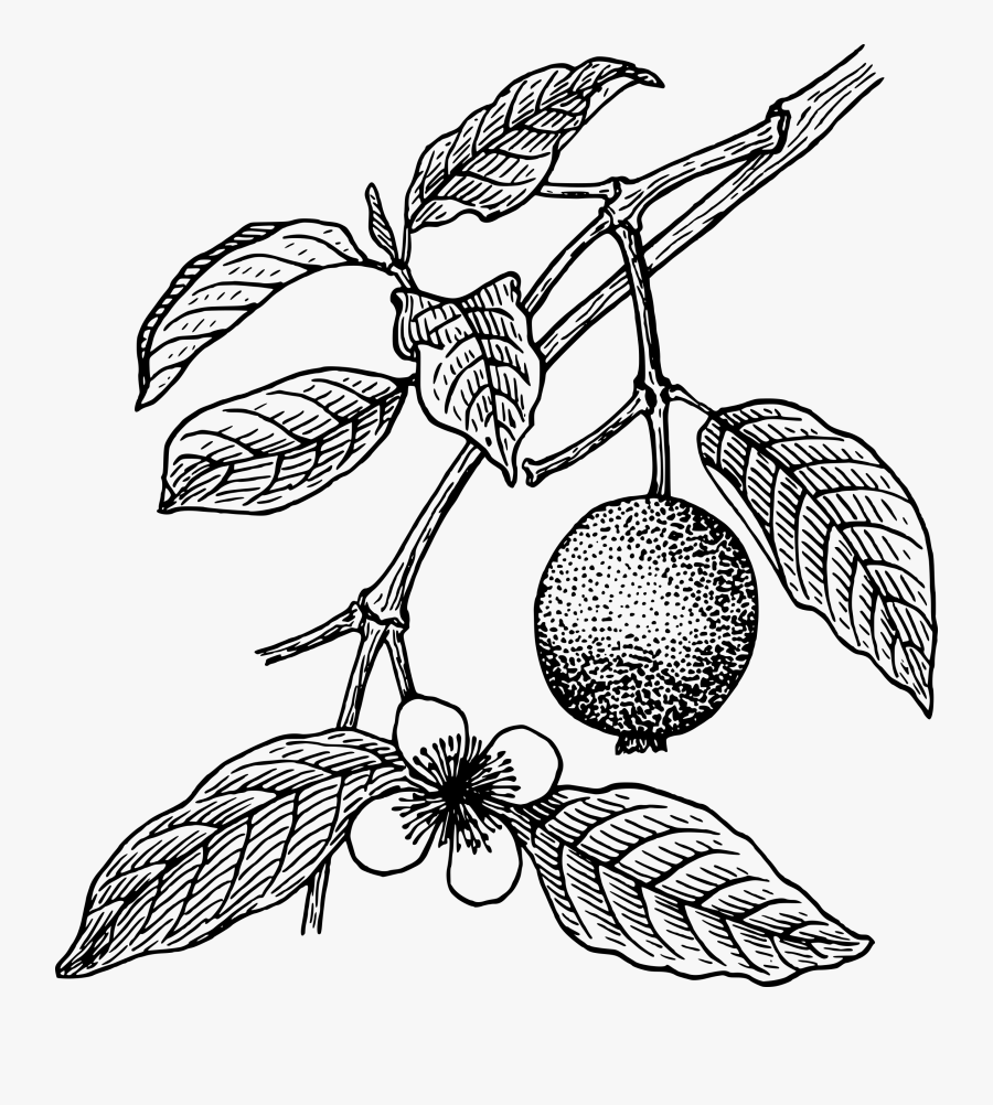 Ideas Papaya Tree Clipart - Guava Tree Clipart Black And White, Transparent Clipart
