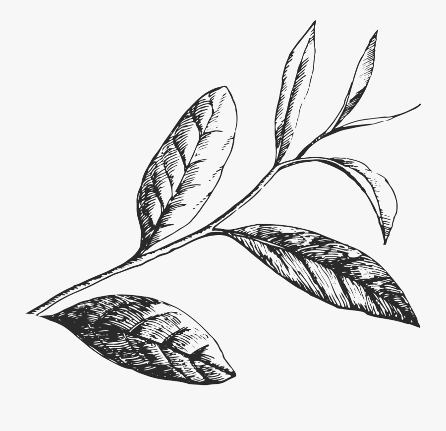 Tea Leaves Png - Black And White Leaves Png, Transparent Clipart