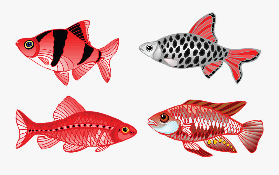 Aquarium Clipart Fish Swim - Vin Van Een Vis, Transparent Clipart