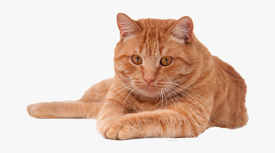 Transparent Background Orange Cat Png, Transparent Clipart
