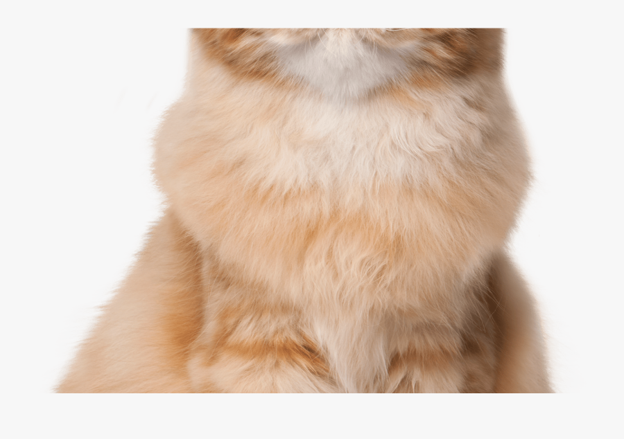 Sitting Cat Png Clip Art Best Web Clipart - Cat Yawns, Transparent Clipart