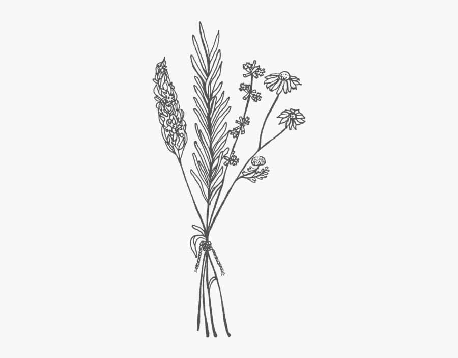 Clip Art Drawing Herb Bouquet - Chamomile Drawing, Transparent Clipart