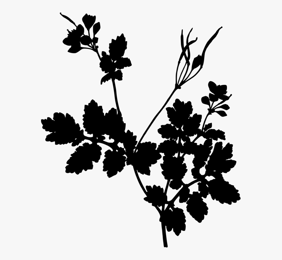 Plant,flora,leaf - Celandine Herb, Transparent Clipart