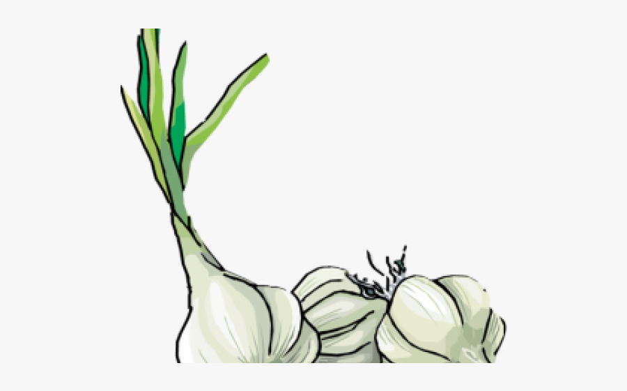Symptoms How To Cure Gonorrhea With Garlic, Transparent Clipart