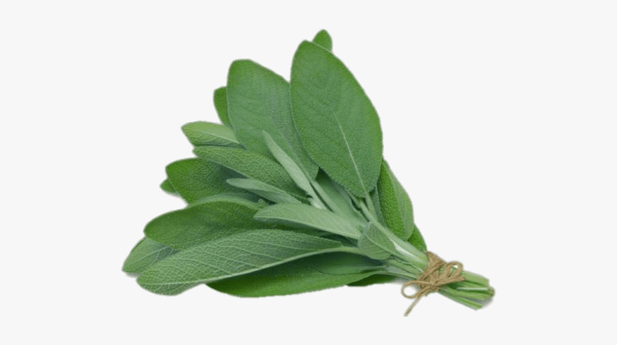 Herb Sage , Free Transparent Clipart ClipartKey