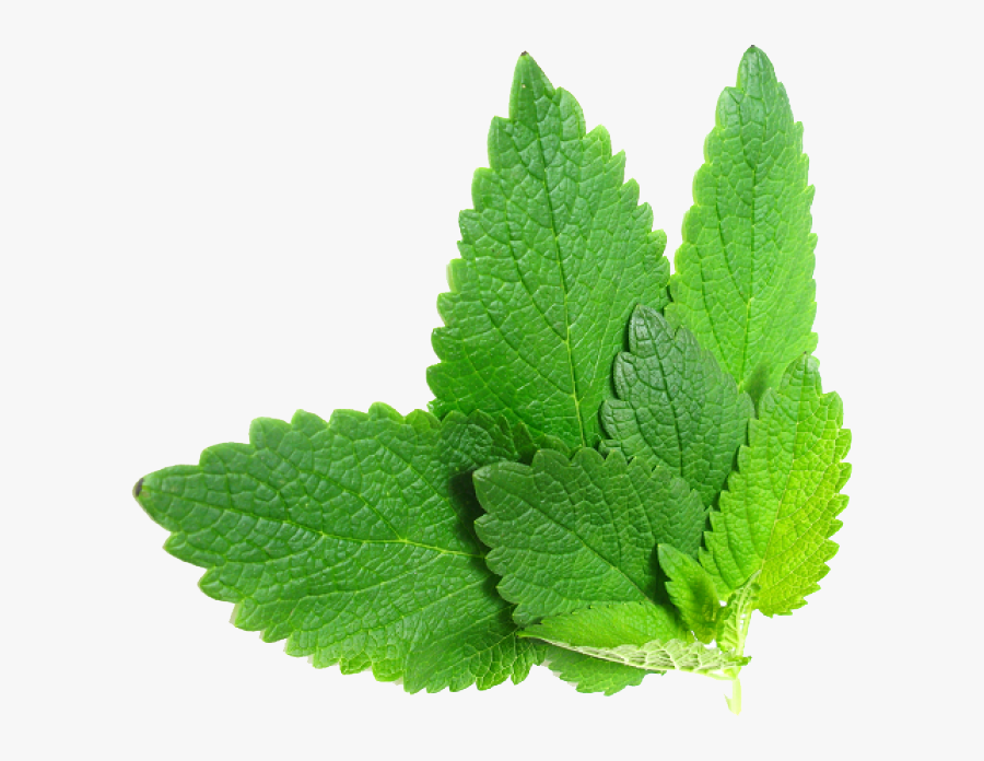 Herbs Png File - Herbs Png, Transparent Clipart