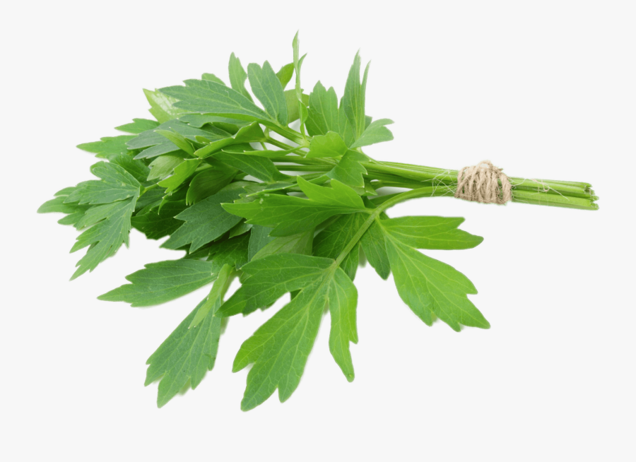 Lovage Herb - Lovage Herbs, Transparent Clipart