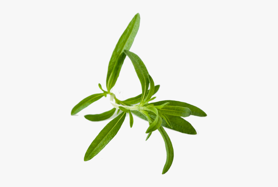 Herb Png, Transparent Clipart