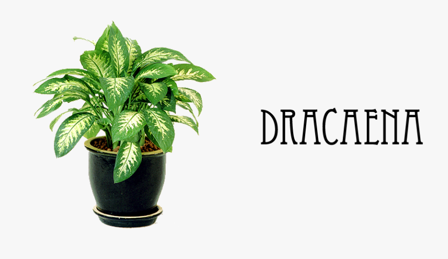 Aglaonema Commutatum Chinese Evergreen, Transparent Clipart