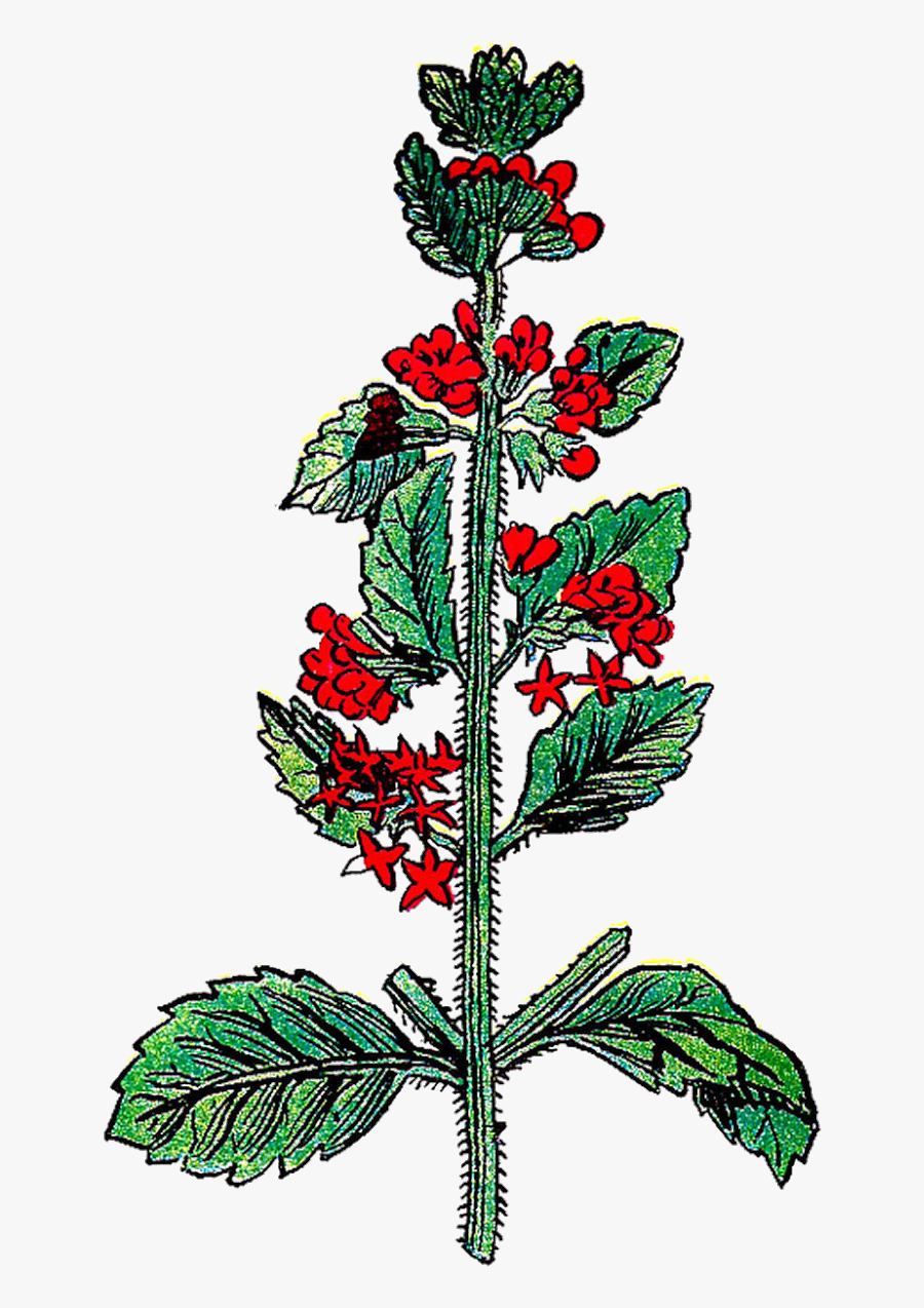 Floral Design, Transparent Clipart