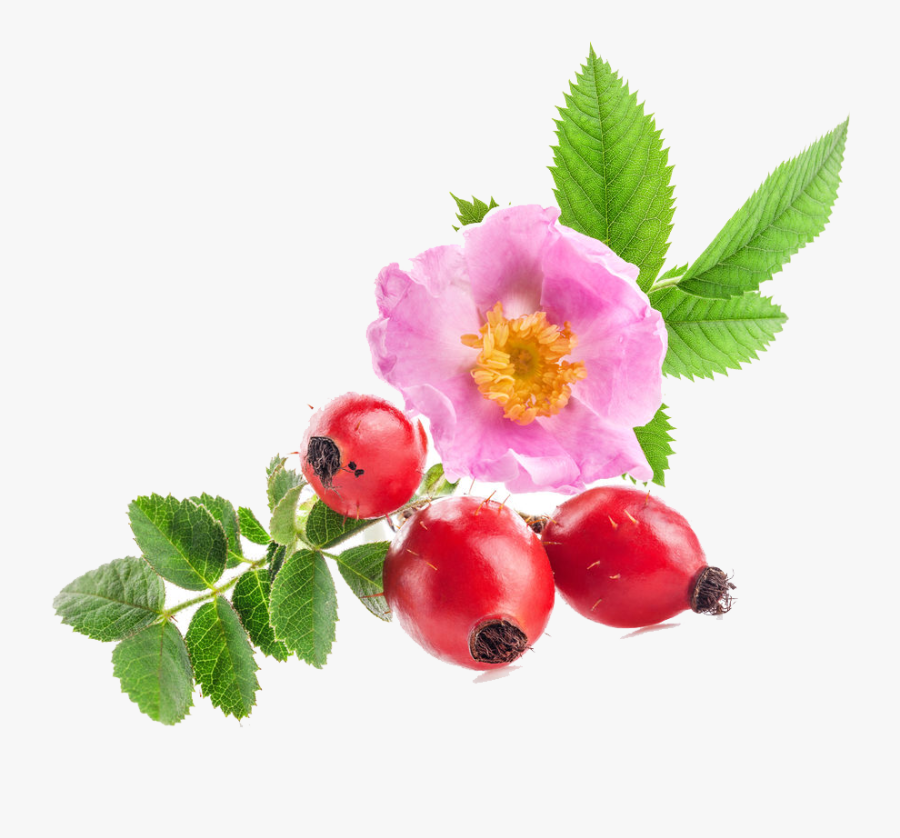 La Rosa Mosqueta, Originaria Del Cile, Fiorisce Tra - Dzika Roza Na Konfitury, Transparent Clipart