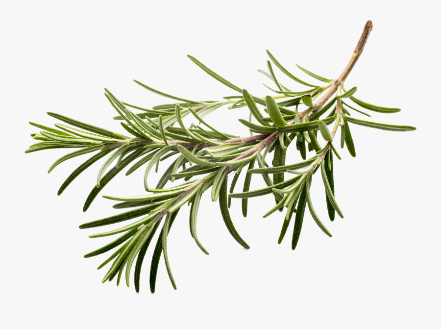 Fresh Herbs White Background - Transparent Herbs On White Background, Transparent Clipart