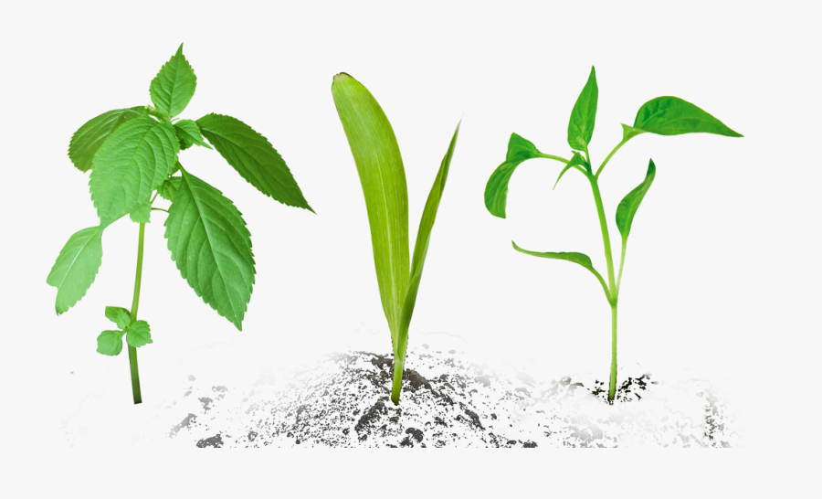 Home - Plant Transparent Background, Transparent Clipart