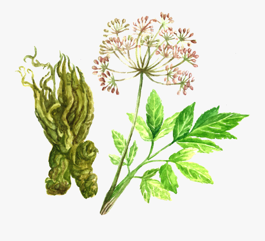 Angelica Root - Angelica Root Png, Transparent Clipart